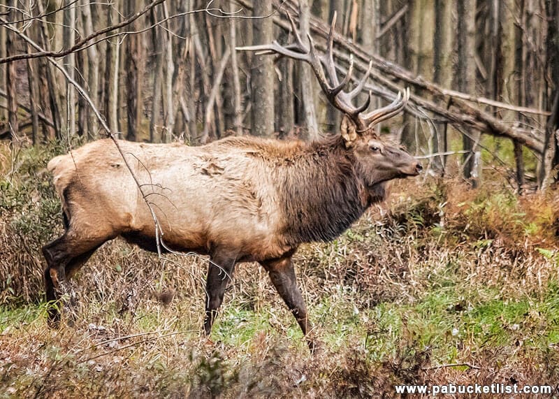 An elk I encountered in the woods along the power line trail to Round Island Run Falls.