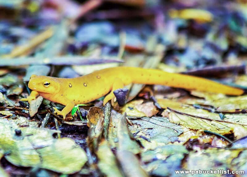 A newt I encountered on the trail to Round Island Run Falls.