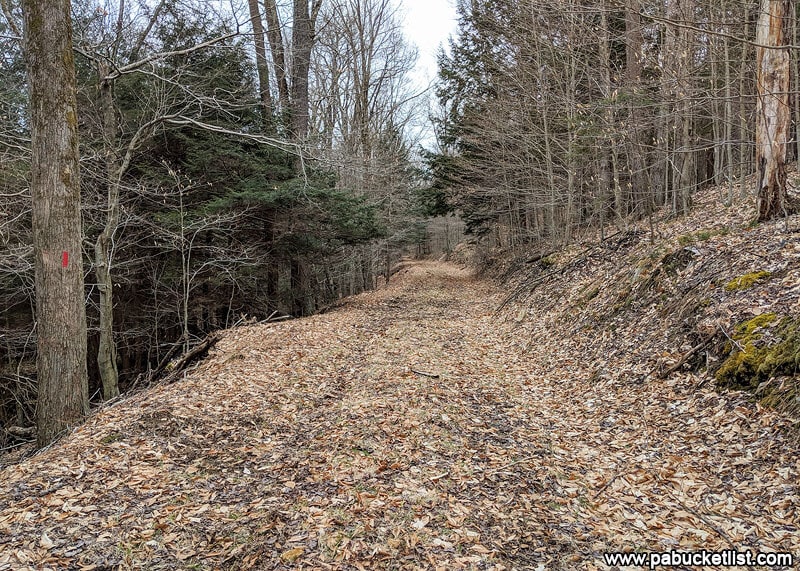 The trail to Rusty Run in the Loyalsock State Forest.