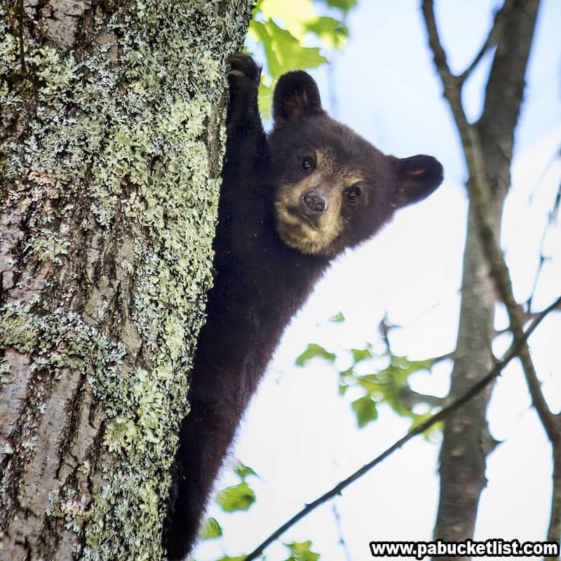 A bear cub along the trail to Yost Run.