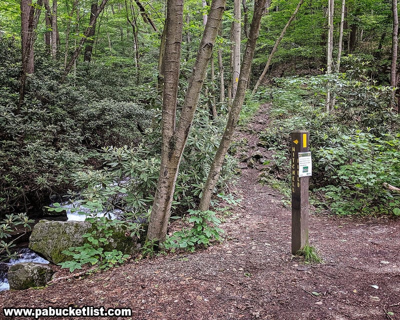 The intersection of the Great Allegheny Passage and Mitchell Field Trail.