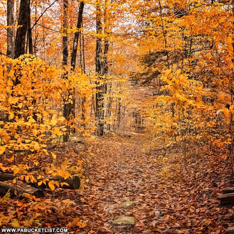 The Ketchum Run Trail in autumn.