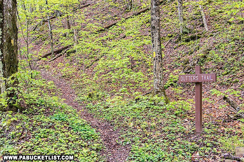 Dutters Trail near Dry Run Road in the Loyalsock State Forest.
