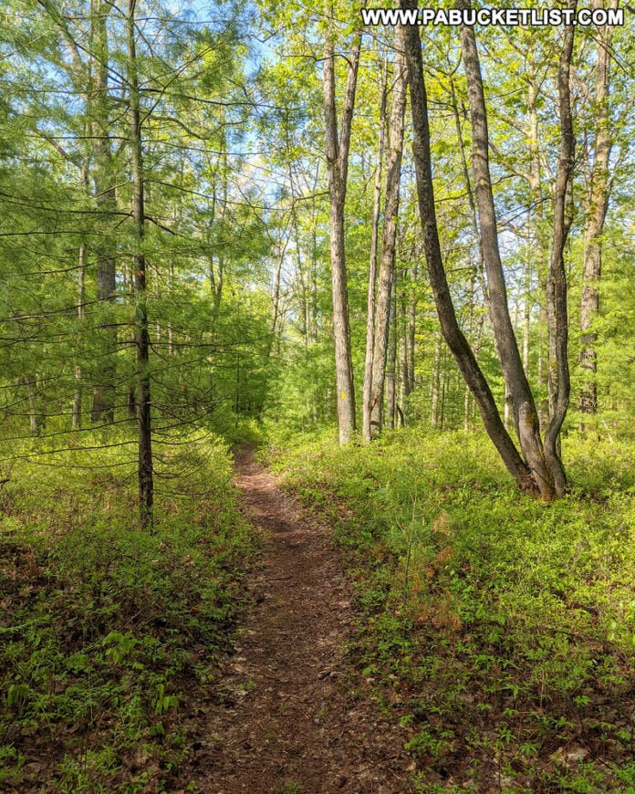 Exploring the Ruins of Kunes Camp in the Quehanna Wild Area