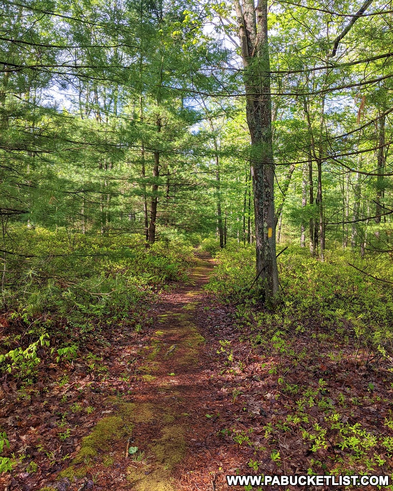 The yellow-blazed Kunes Camp Trail in the Quehanna Wild Area.