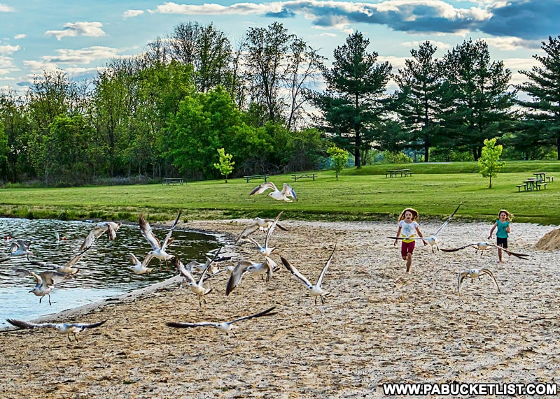 Seagulls on the beach at Bald Eagle State Park.