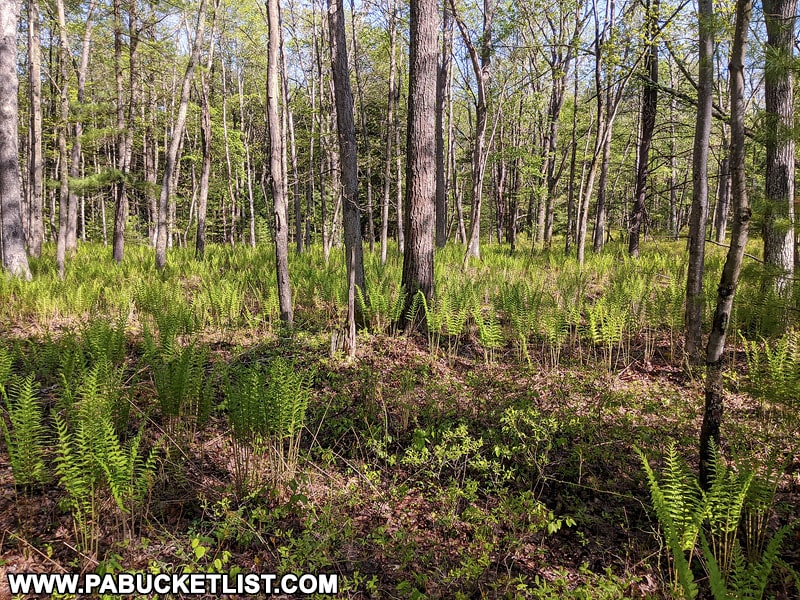 A meadow of fern along the Kunes Camp Trail in the Quehanna Wild Area.