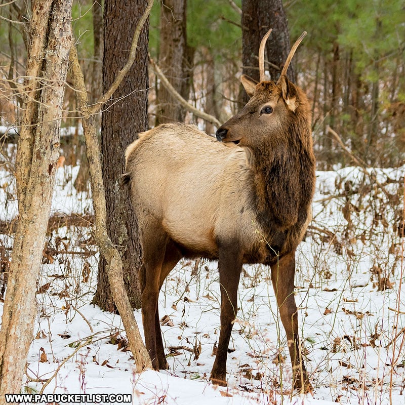 A baby bull elk in the winter.