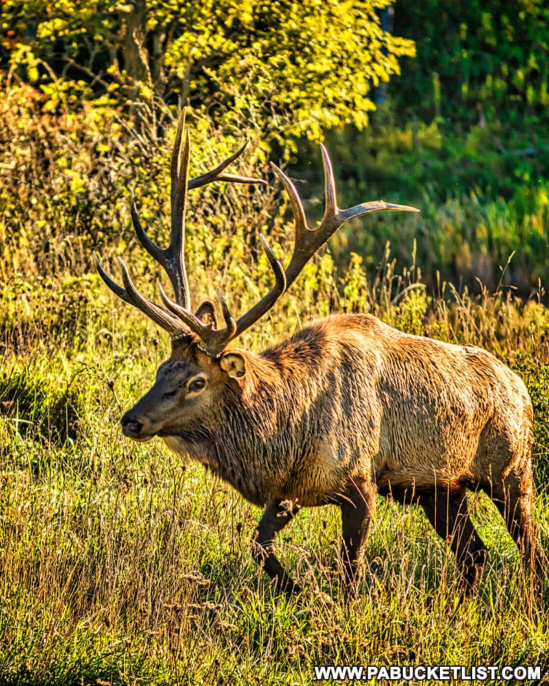 Bull elk near the Visitor Center in Elk County.