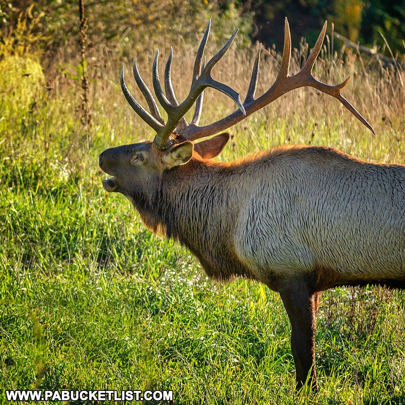 Elk bugling in Benezette, one of PA's best wildlife animal attractions.