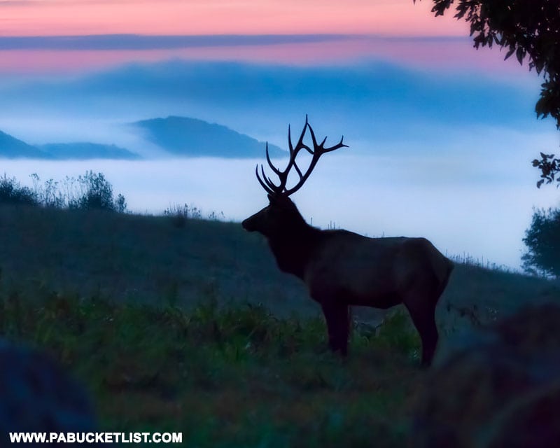 Elk as dawn breaks over Bucktail Overlook in Cameron County.