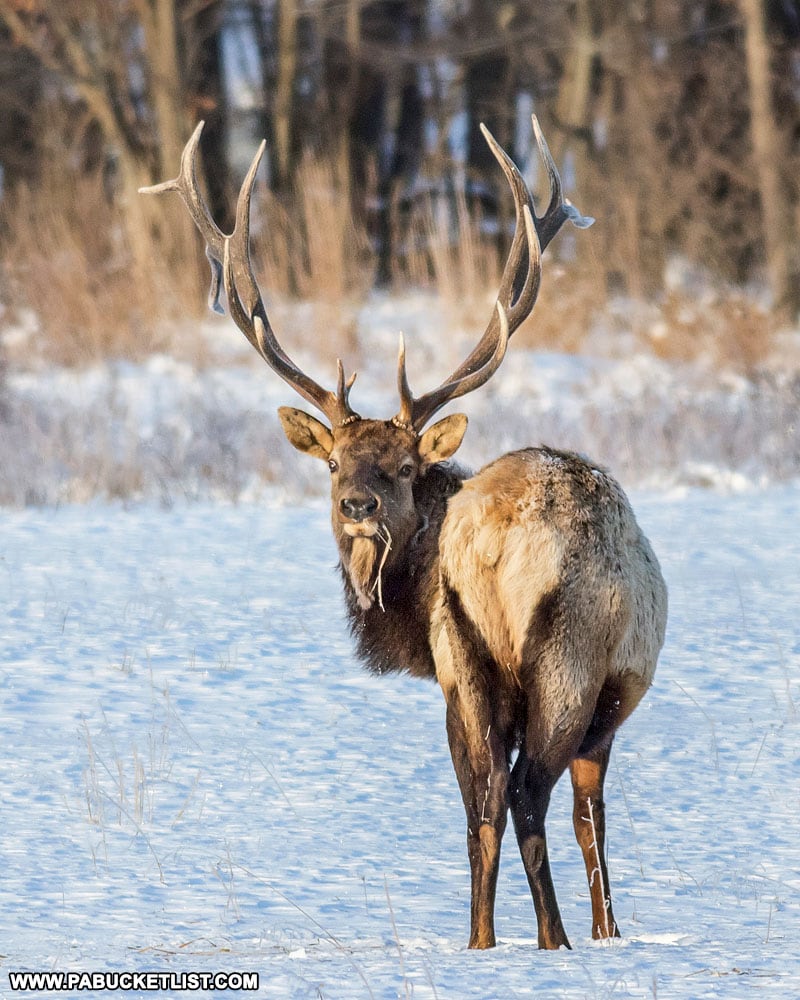 Elk foraging for food in a winter morning.