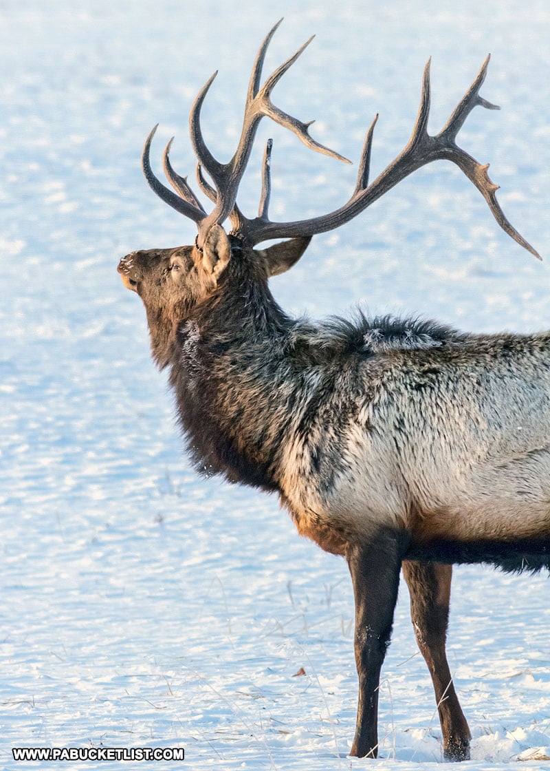 The 15 Best Elk Viewing Destinations in Pennsylvania