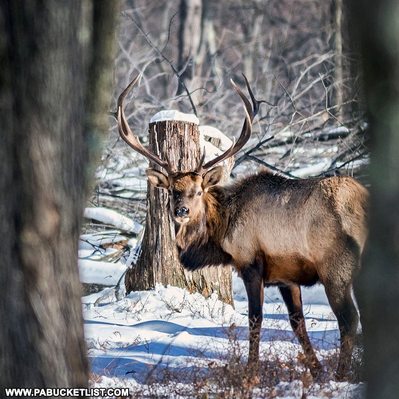 Elk in the Quehanna Wild Area during the winter.
