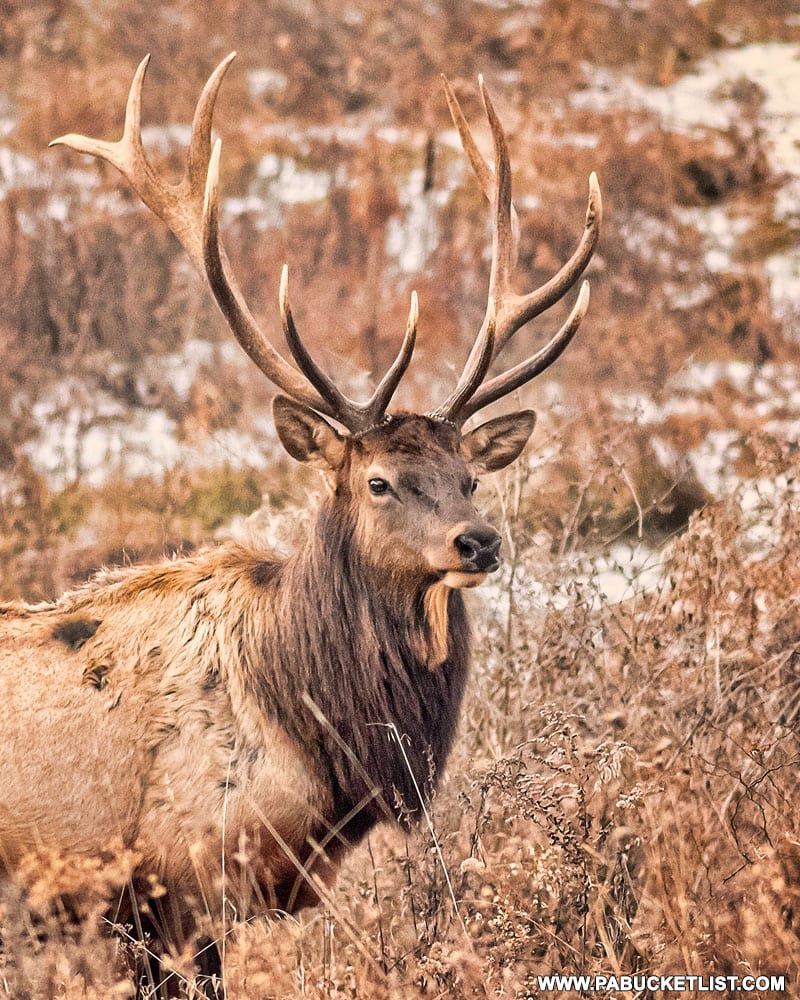 Elk in the Burns Run Wild Area in Clinton County.