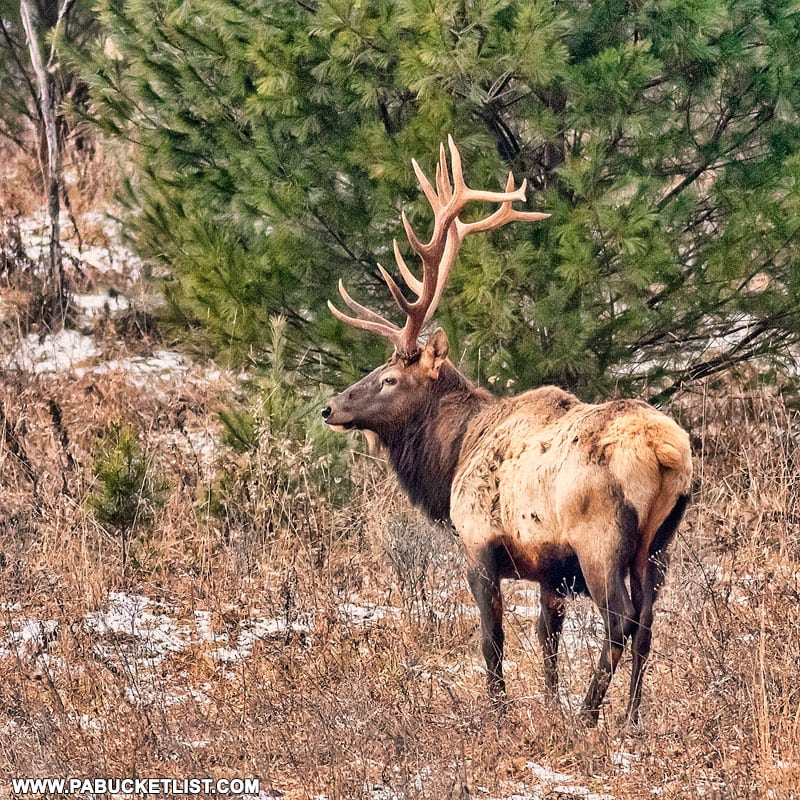 Elk on State Game Lands 100 in Centre County.