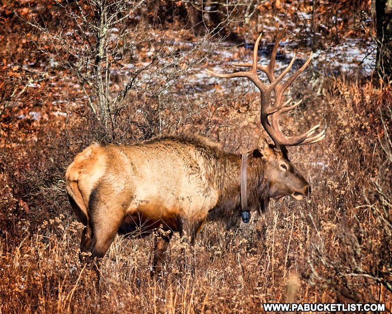 A banded elk in Clinton County.