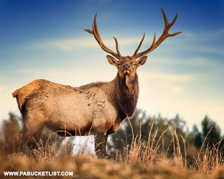 Exploring the Elk Country Visitor Center in Benezette
