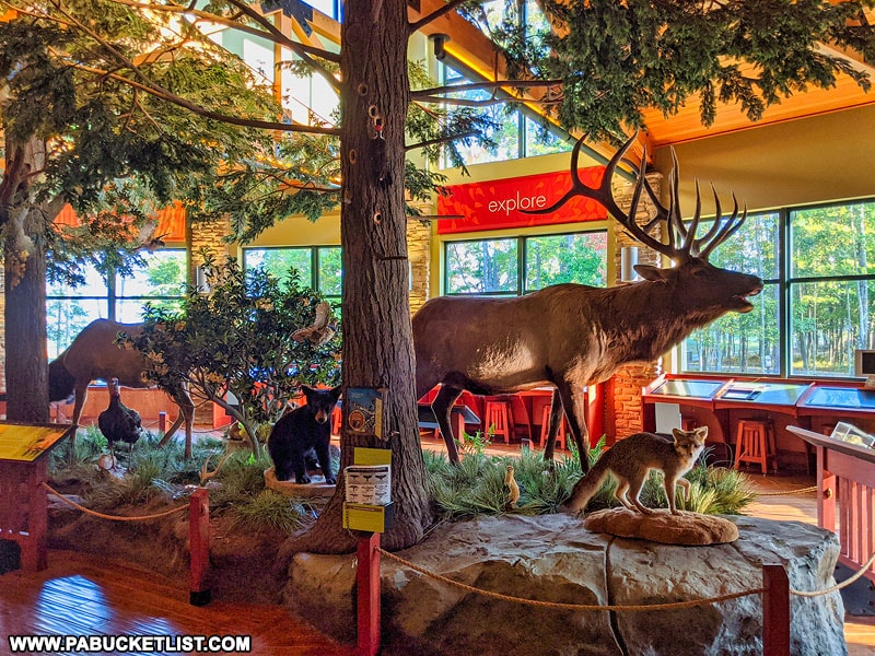 Full-size taxidermy display inside the Elk Country Visitors Center in Benezette.