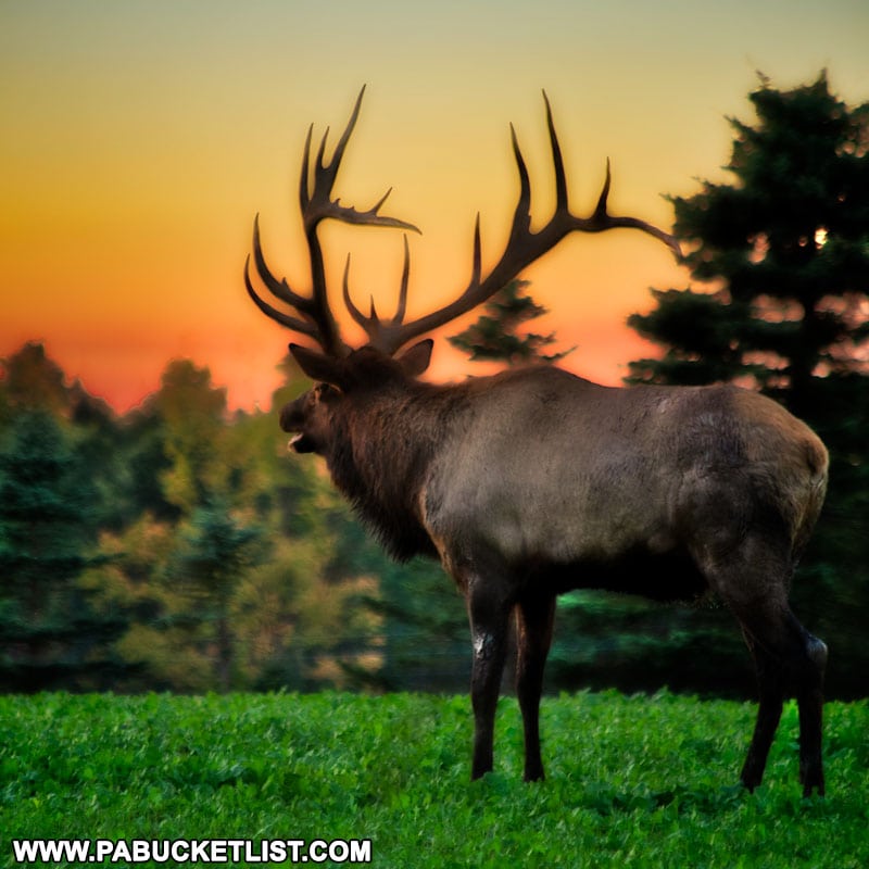 Elk bugling at sunset at the Visitor Center in Beezette.