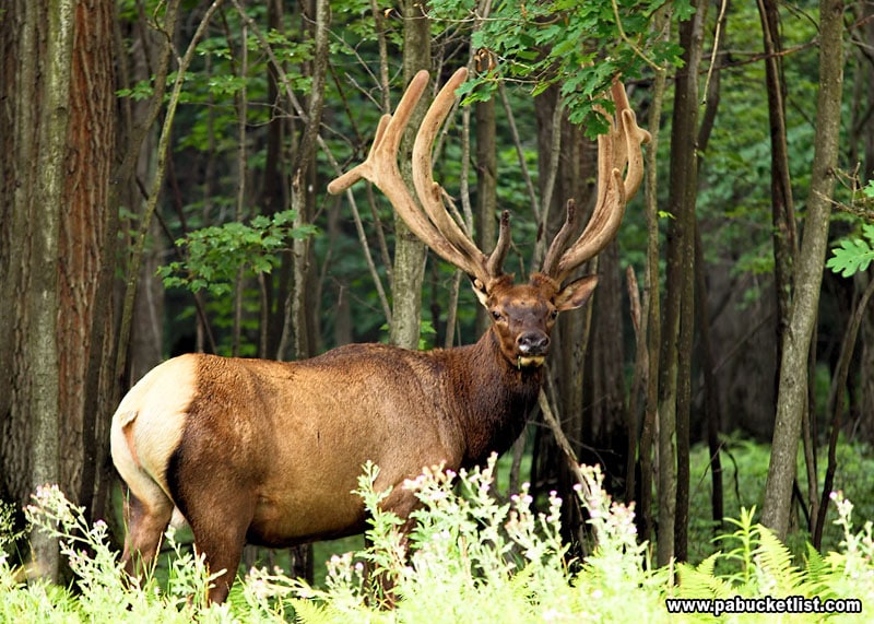 Bull elk in velvet along the Chuck Keiper Trail in Centre County.