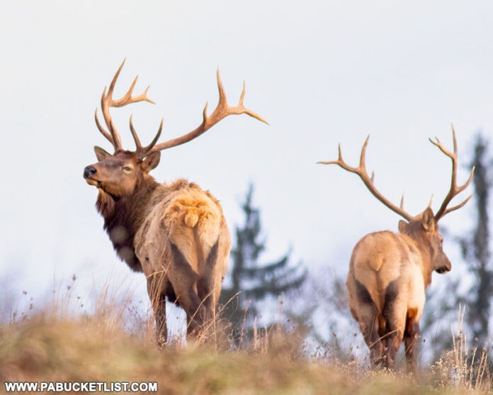 50 Best Pennsylvania Elk Photos PA Bucket List