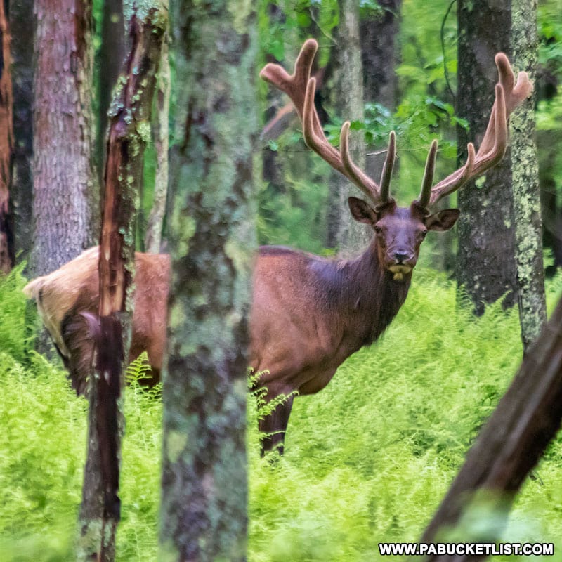 An elk in velvet in the Sproul State Forest.