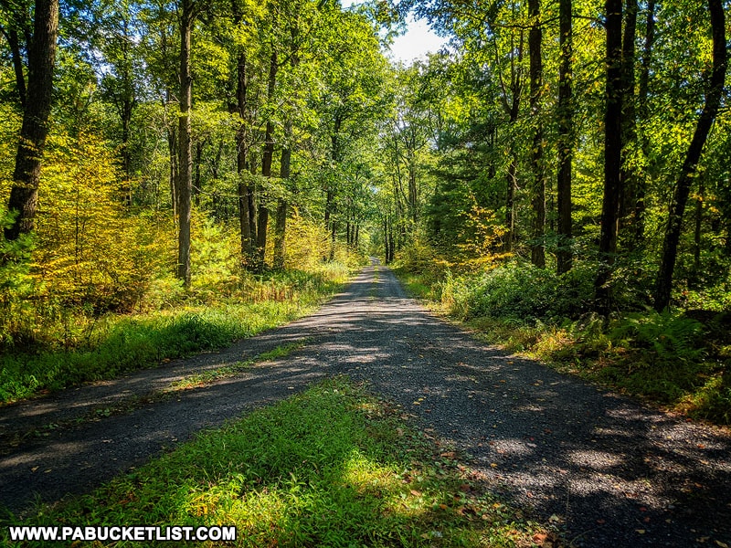 Fields Ridge Road in the Sproul State Forest.