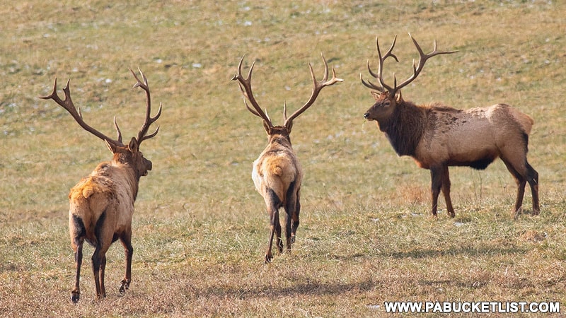 Elk herd in Clearfield County.