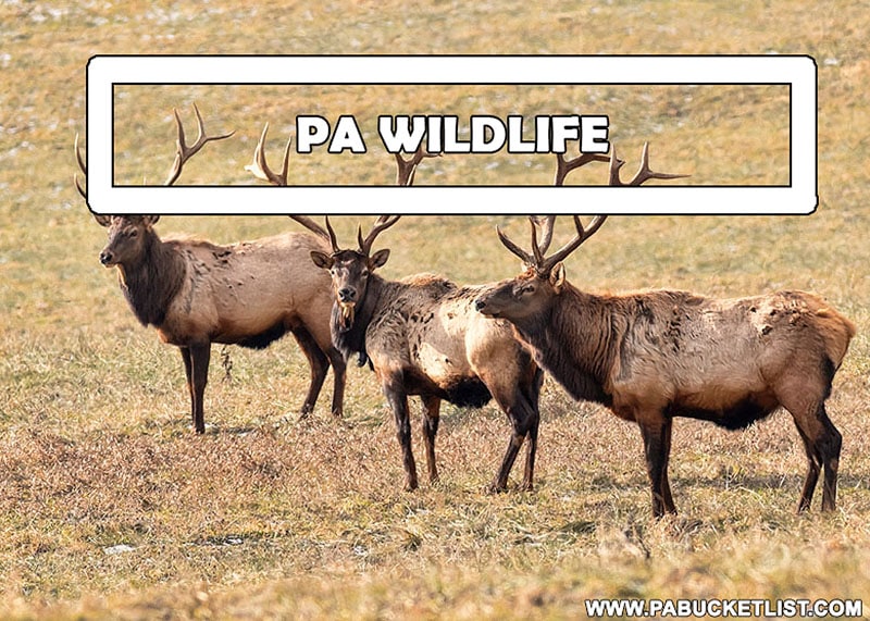 PA-Wildlife-Destination-Page-Cover-Photo-PA-Bucket-List