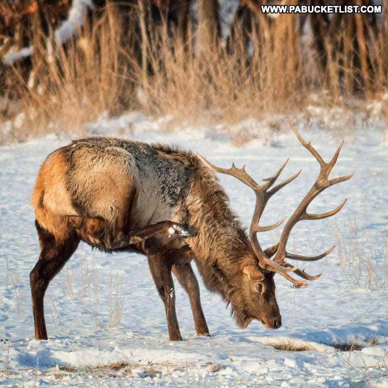 Elk scratching an itch.