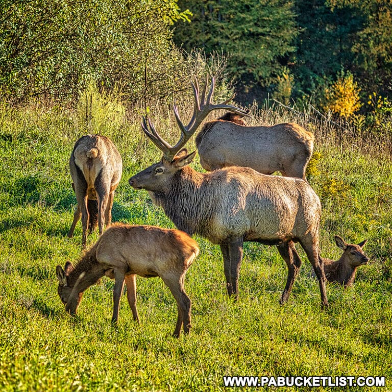 The 15 Best Elk Viewing Destinations in Pennsylvania