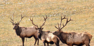 Three bull elk in Clearfield County.