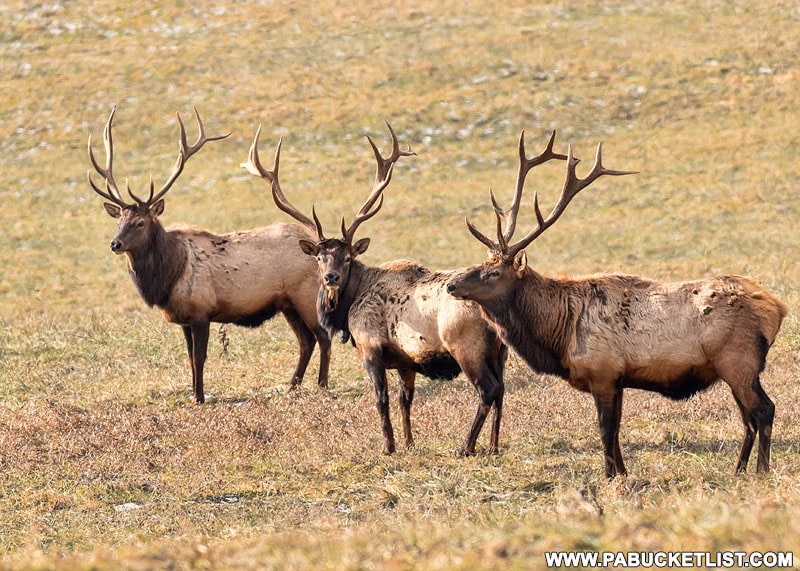 50 Best Pennsylvania Elk Photos