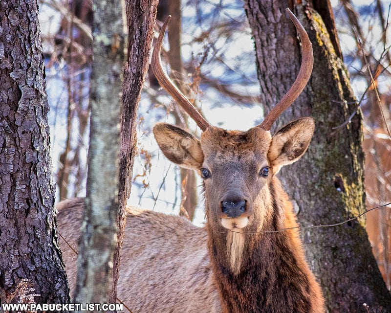 Young bull elk in the winter.