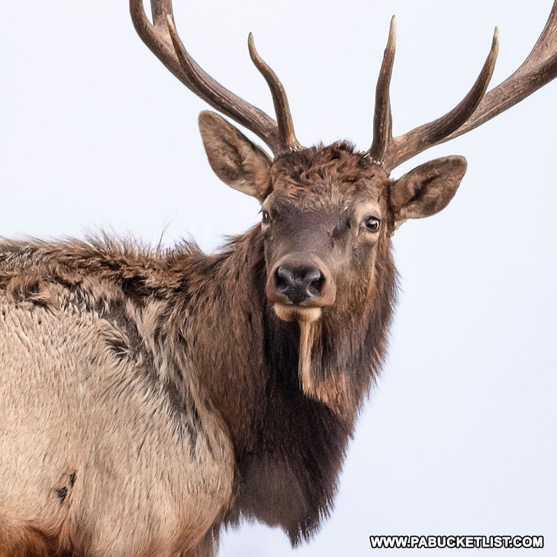 Close-up of an elk in Benezette.