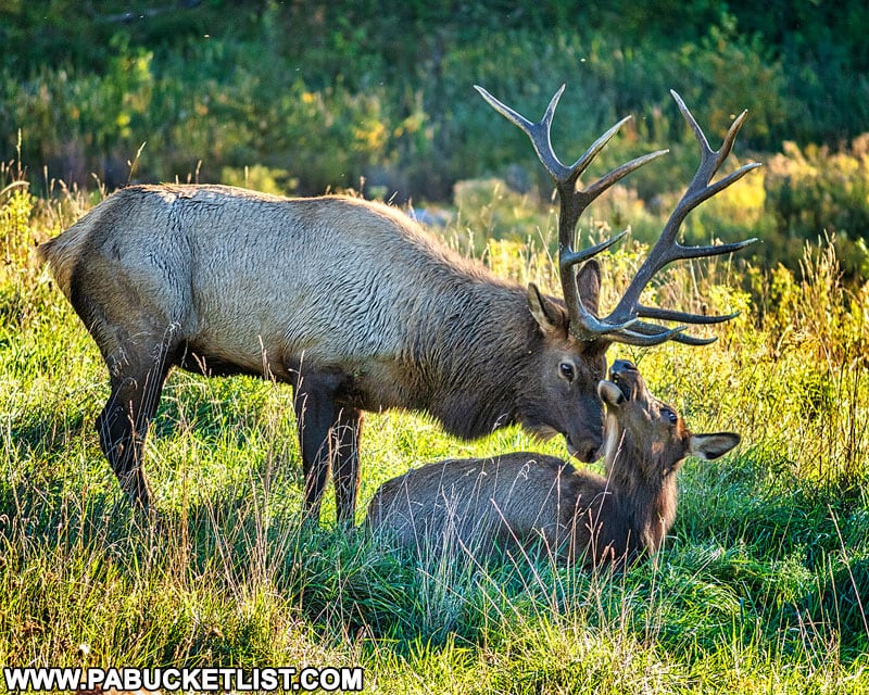 The elk rut in full swing at the Elk Country Visitor Center.
