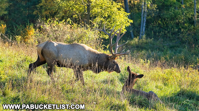 Elk on an autumn evening near Benezette.