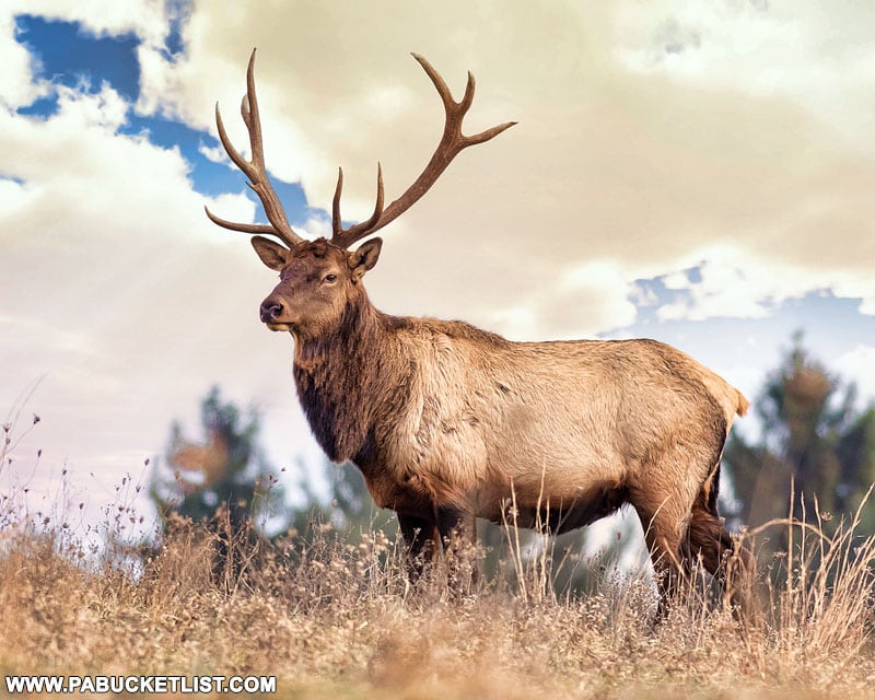 Elk in Potter County Pennsylvania.