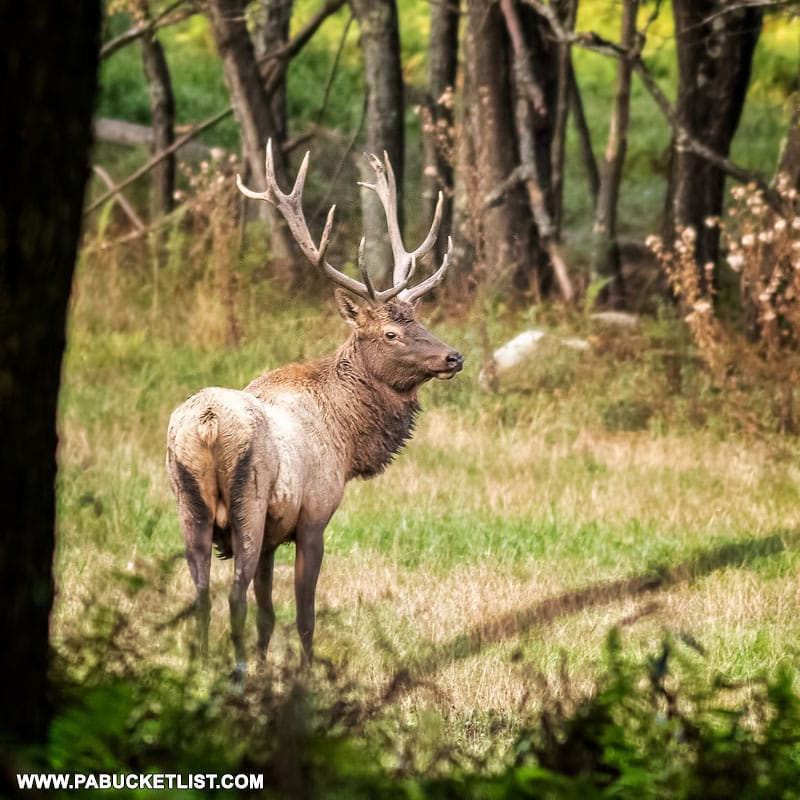 Elk in the Quehanna Wild Area.