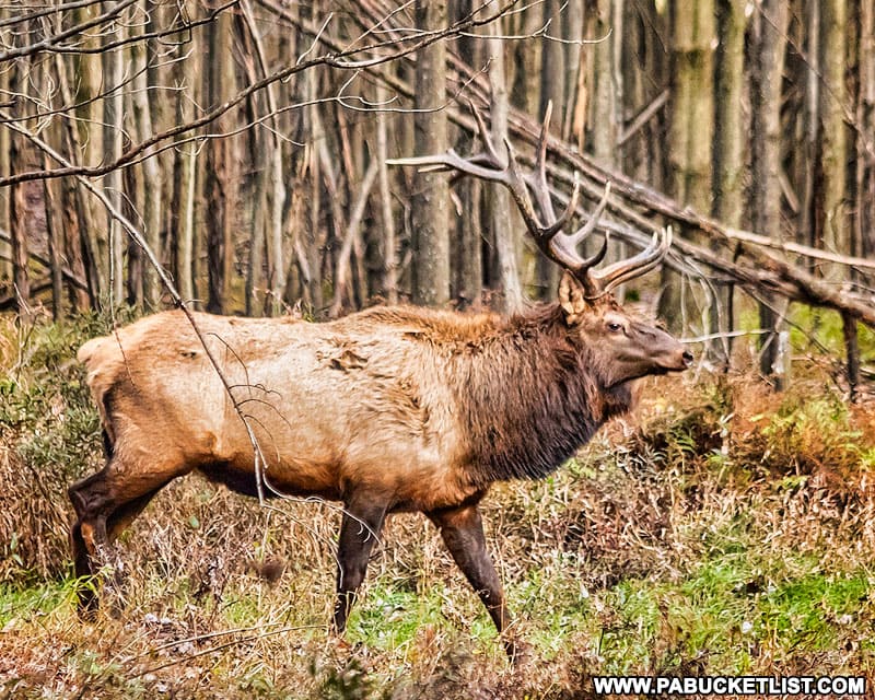 Elk near Round Island Run Falls in the Sproul State Forest.