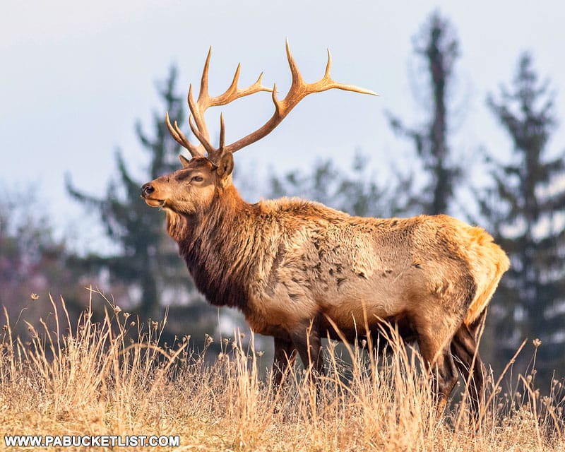 Majestic elk in the Sproul State Forest.