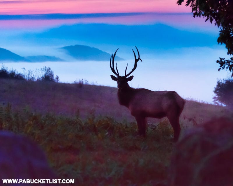 Bull elk at the "Top of the World" in Cameron County Pennsylvania.