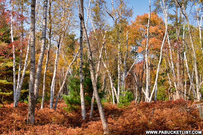 Roadside fall foliage at the Marion Brooks Natural Area