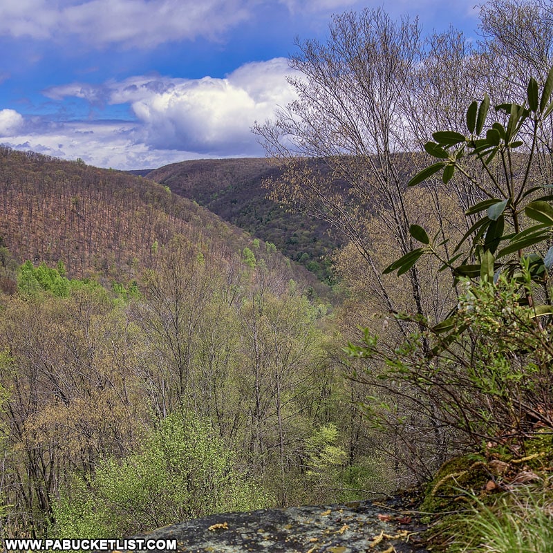 Springtime view from Teaberry Loop Trail Vista in the Quehanna Wild Area.