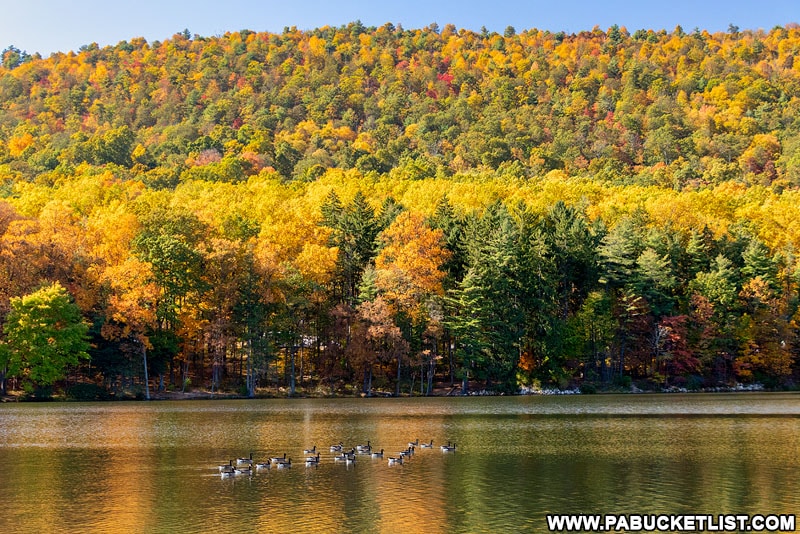 A flock of geese on Cowans Gap Lake.