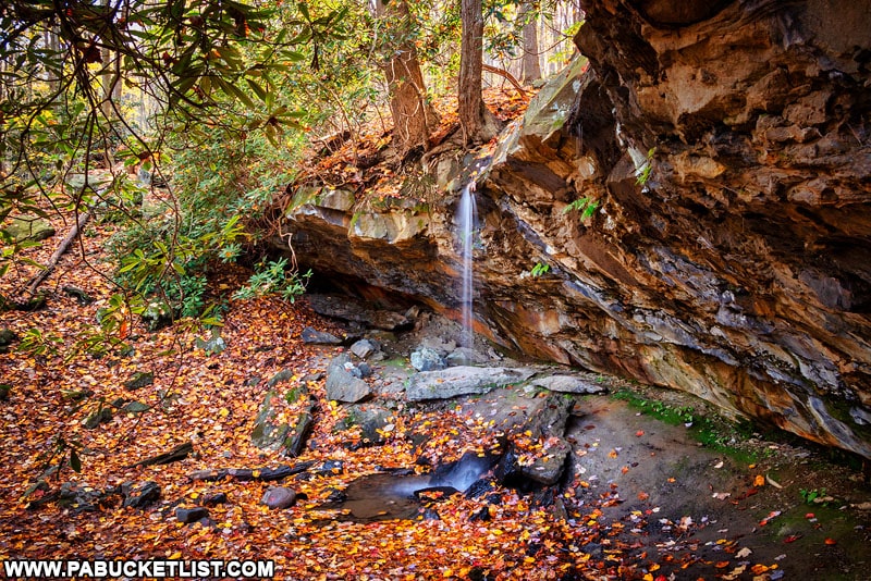 Fall foliage around Hippie Shower Falls.