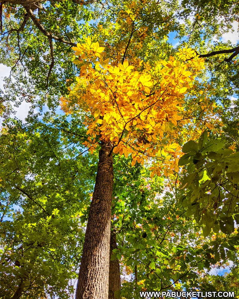 Fall foliage at Trough Creek State Park.