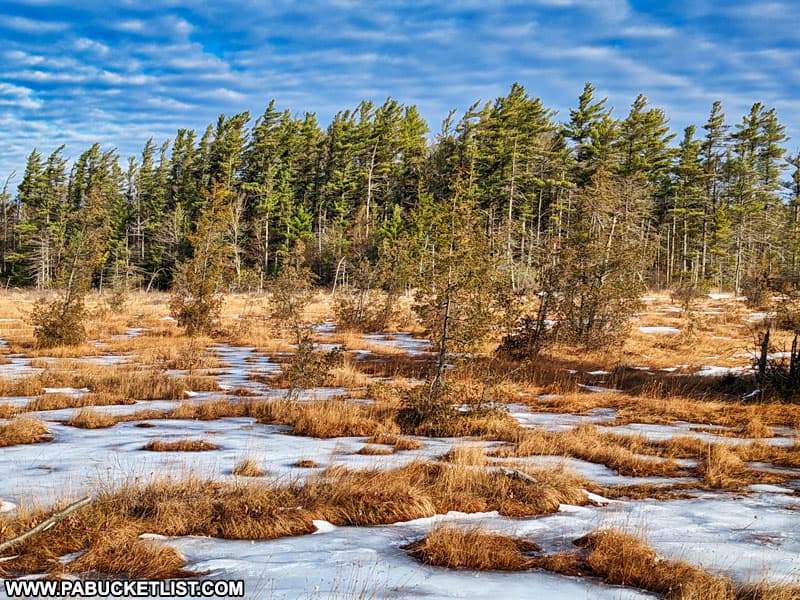 The windswept pines at Spruce Flats Bog in the Forbes State Forest.