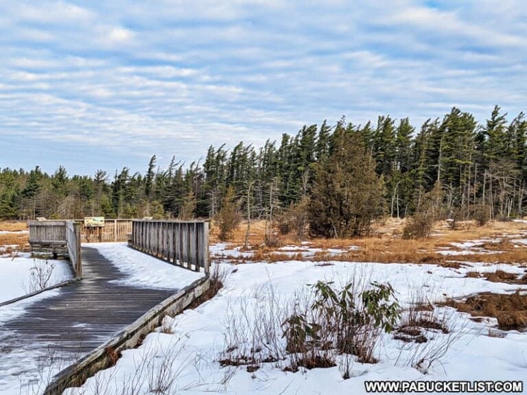 Exploring Spruce Flats Bog in Westmoreland County
